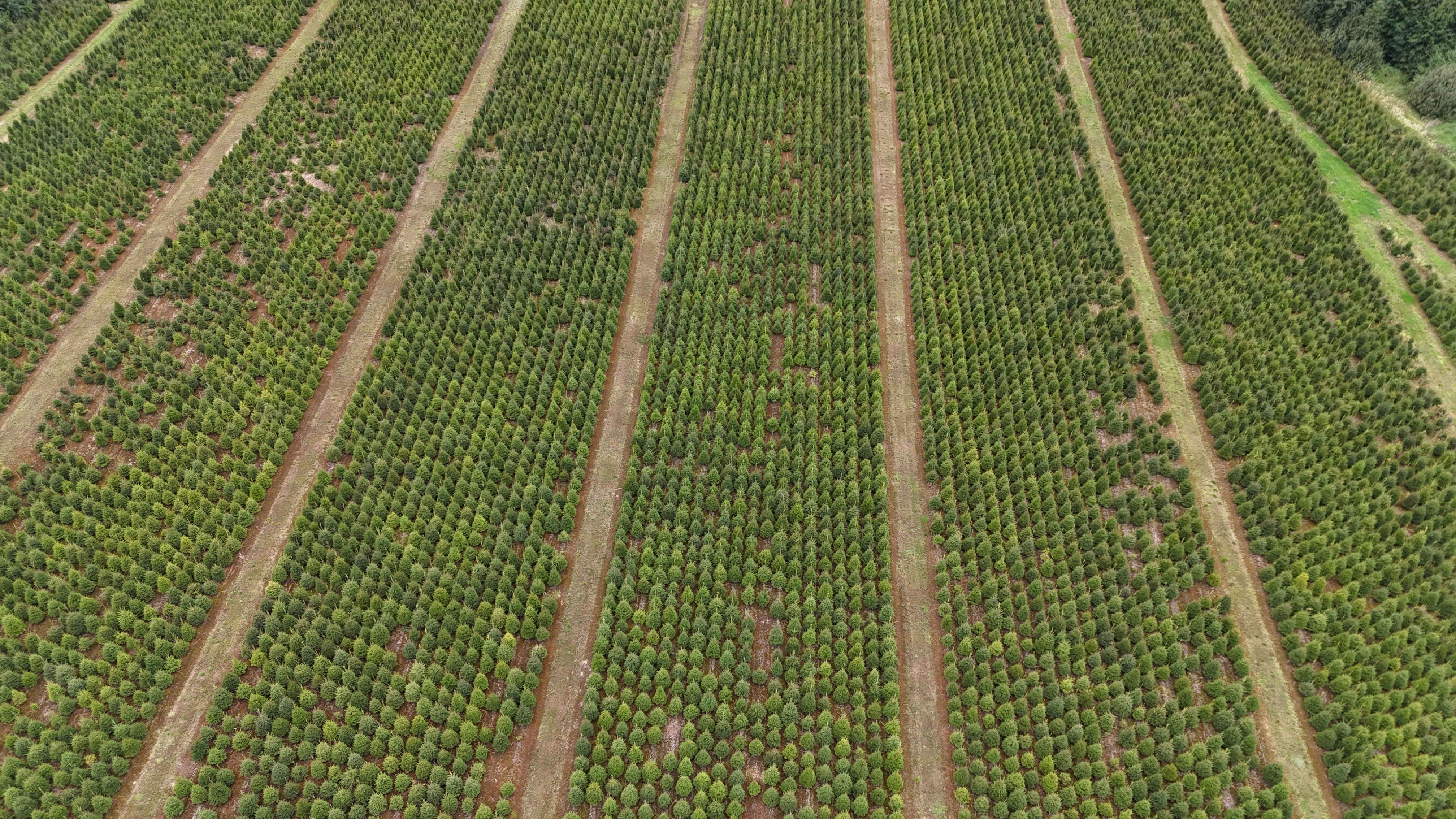 Sustainable forest Lithuania