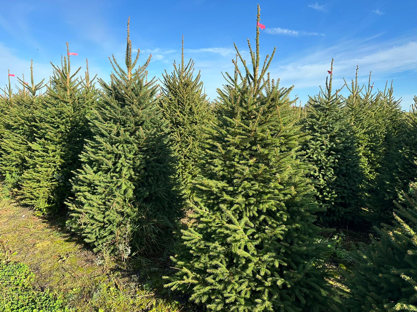Forest path Lithuania