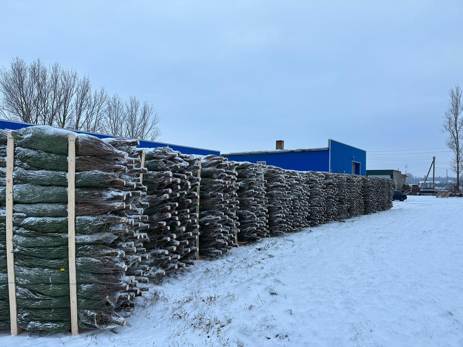 Christmas tree delivery Europe