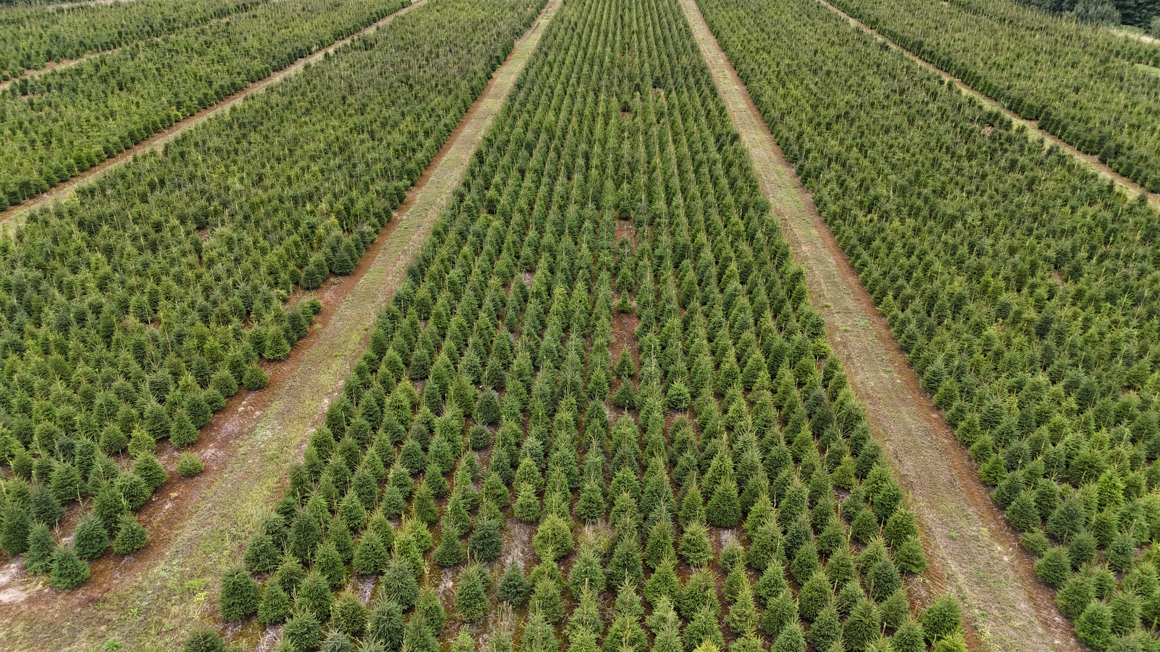 Norway spruce quality