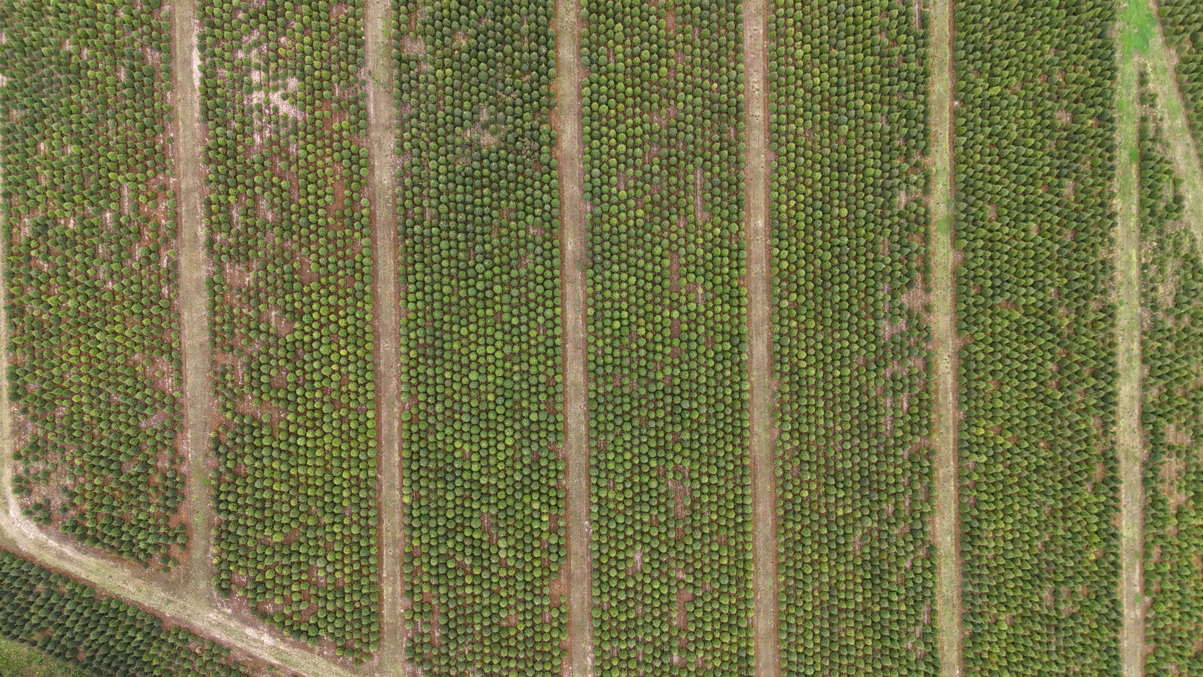 Christmas tree growing Lithuania