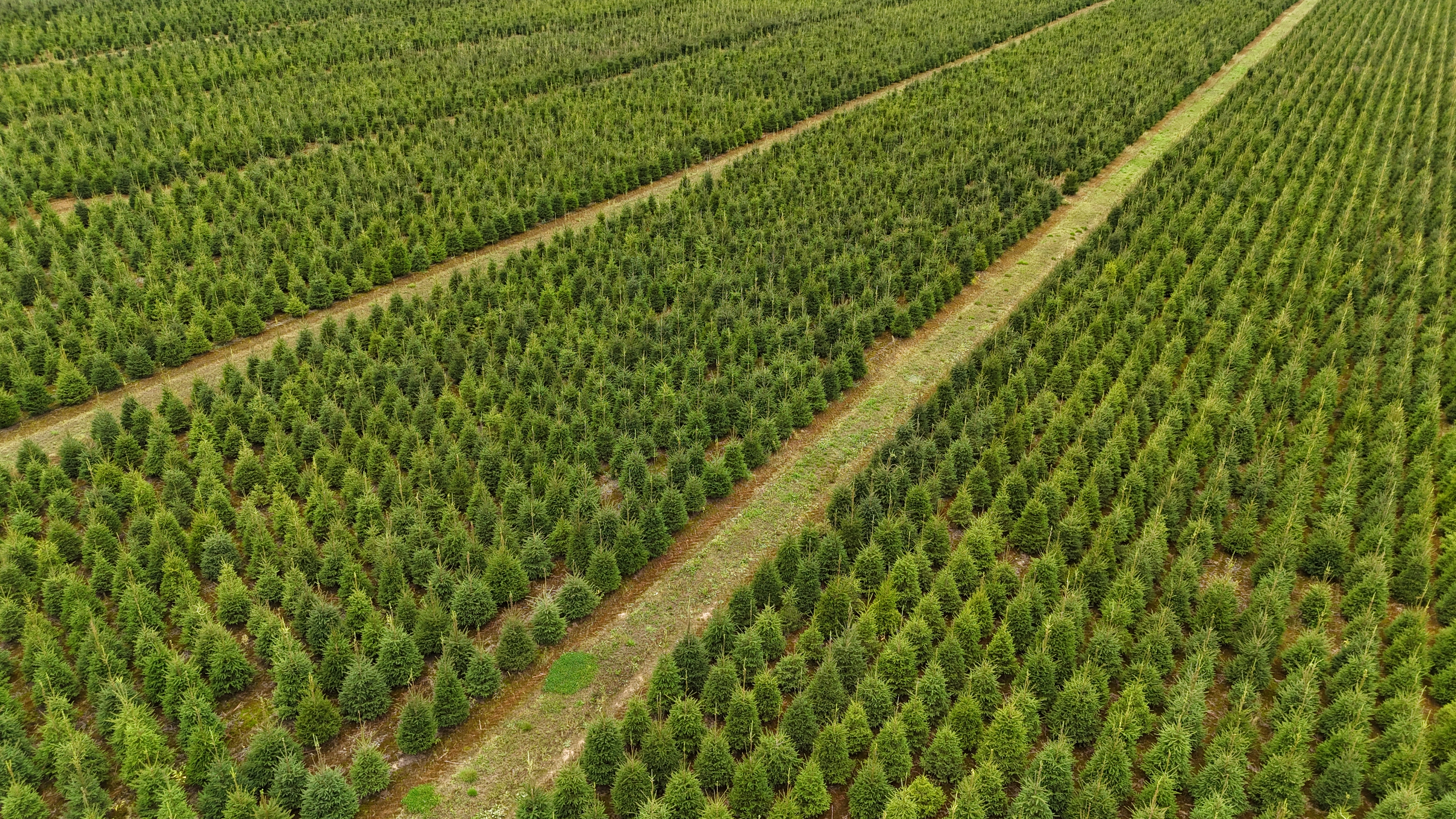 Standartinės eglutės